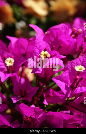 L'HORTICULTURE. BOUGAINVILLEA GLABRA. VARIEGATA. NYCTAGINACEAE. Banque D'Images