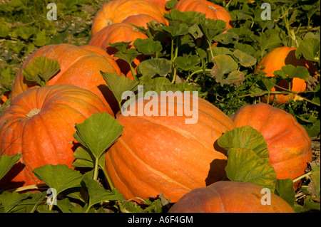 Pumpkins 'Big Max' dans le champ. Banque D'Images