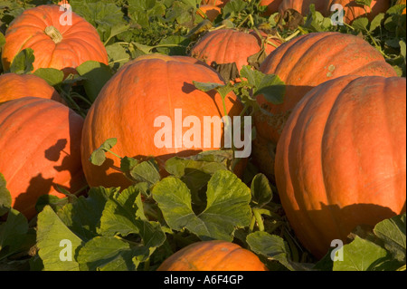 Pumpkins 'Big Max' dans le champ. Banque D'Images