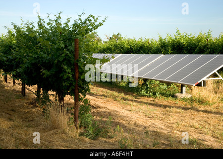 Panneaux solaires en exploitation vignoble, Californie Banque D'Images