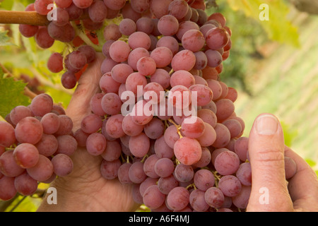 La récolte manuelle raisins issus de 'Autumn Blaze', en Californie Banque D'Images