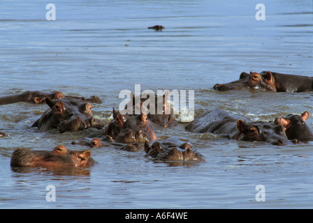 Hippopotames ( Hippopotamus amphibius) - Lac Baringo - Kenya Banque D'Images