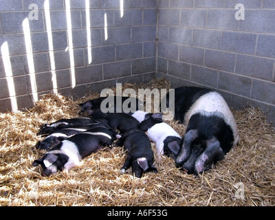 Ses porcelets et porcs Saddleback mis sur la paille installée dans un lit de paille propre pig sty dans une ferme de l'UK Banque D'Images