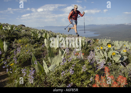 Un homme court à travers les fleurs sur le lac Tahoe Rim Trail Banque D'Images