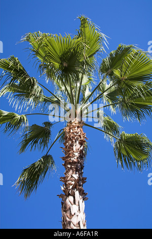 Palmier et ciel bleu, Florida, USA Banque D'Images