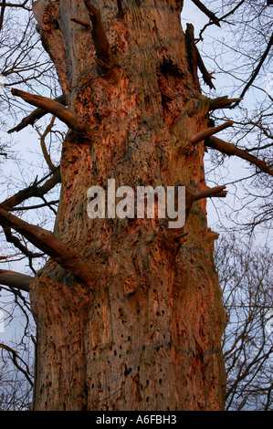 Arbre généalogique tacheté écorce d'un arbre Banque D'Images