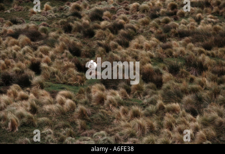 Un seul gros mouton heureux au milieu de l'herbe tussock en Nouvelle-Zélande Steward Island Banque D'Images