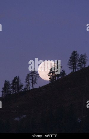 La pleine lune se levant de derrière une crête avec la silhouette des arbres près de Truckee Californie Banque D'Images