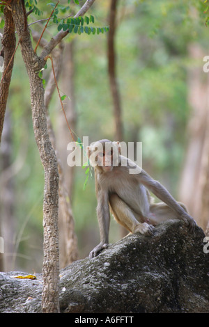 Singe macaque rhésus Macaca mulatta assis sur un rocher dans une forêt dans une réserve dans l'Inde et à la recherche directement dans l'appareil photo Banque D'Images