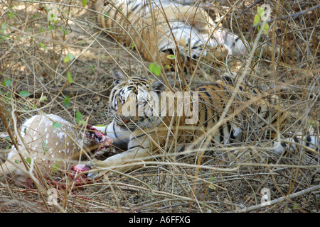 Tigre du Bengale Panthera tigris couché dans l'herbe longue et se nourrissent d'une chouette deer Chital dans la réserve sauvage de l'Inde Pench Banque D'Images