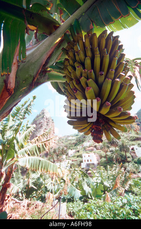 Le mûrissement des bananes encore sur l'arbre et prêt pour la récolte de La Gomera Canaries Banque D'Images