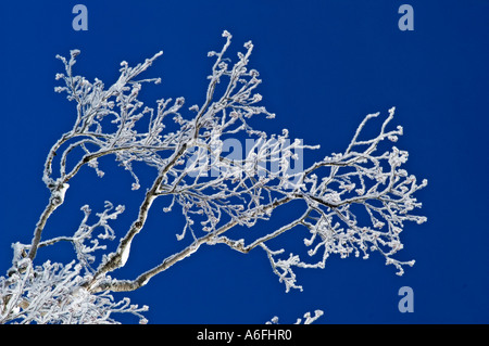 Les rameaux de l'aulne avec givre Banque D'Images