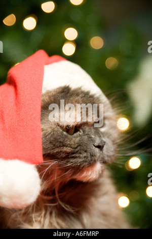 Grumpy chat dans une clause Santa hat persan de race de chat Banque D'Images