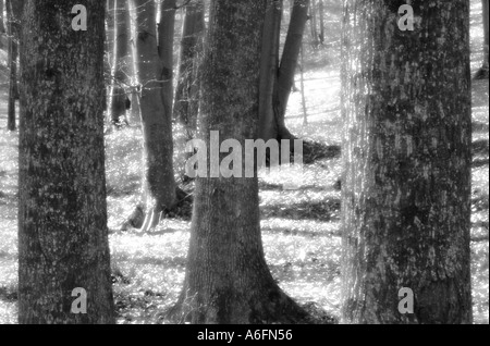 Forêt de hêtres en zone protégée de la saison du printemps près de Brasov Ville Moldavie Roumanie Europe de l'Est Banque D'Images