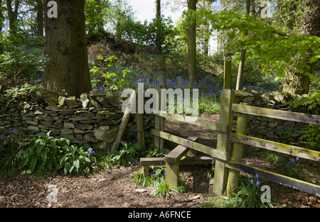 Mur en pierre traditionnelle et bois bluebell stile menant à Broombriggs,Windmill Hill Farm Trail, Woodhouse Eaves Leicestershire Banque D'Images