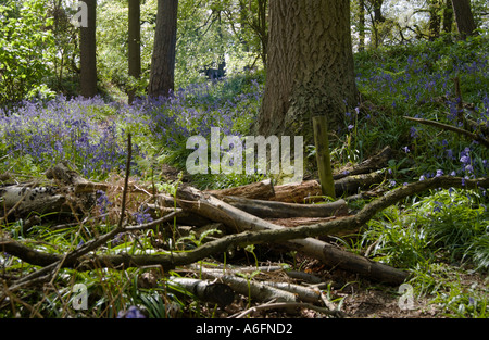 Swithland traditionnel mur de pierre et de style à Bluebell Wood Windmill Hill Farm, Broombriggs Sentier Woodhouse Eaves Leicestershire Banque D'Images