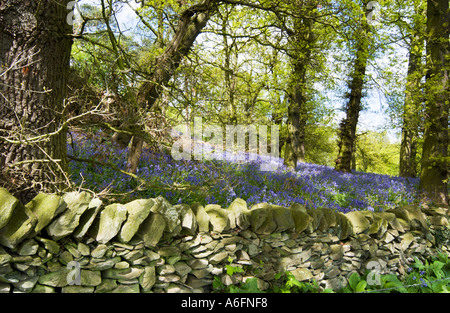 Mur en pierre sèche traditionnelle bois bluebell et Broombriggs Windmill Hill Farm Trail Woodhouse Eaves Leicestershire UK Banque D'Images