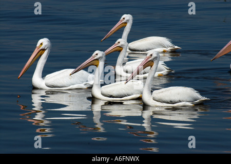 5 Le Pélican blanc Pelecanus erythrorhynchos natation dans Petatan Mexique Banque D'Images