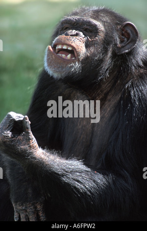 Chimpanzé, Pan troglodytes chimpanzé Banque D'Images