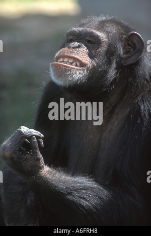 Chimpanzé, Pan troglodytes chimpanzé Banque D'Images