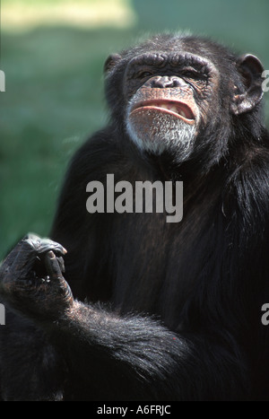 Chimpanzé, Pan troglodytes chimpanzé Banque D'Images