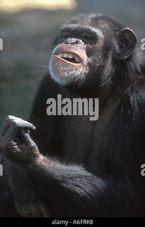 Chimpanzé, Pan troglodytes chimpanzé Banque D'Images