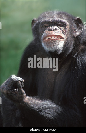 Chimpanzé, Pan troglodytes chimpanzé Banque D'Images