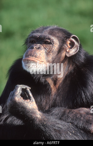 Chimpanzé, Pan troglodytes chimpanzé Banque D'Images