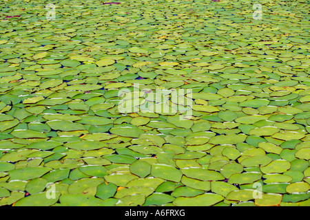 Type de lis d'eau massive de plantes aquatiques Lac des Bois Oregon Banque D'Images