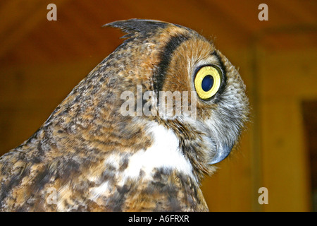 Jeune grand-duc d'Amérique à l'intérieur Banque D'Images