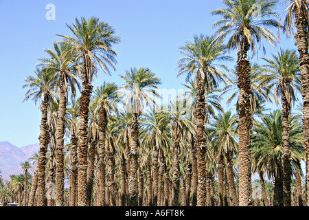 Date de plantation de palmiers à Furnace Creek dans la région de Death Valley National Park Californie Banque D'Images