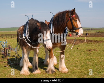 ANGLESEY VINTAGE DE LABOUR paire de chevaux Shire Davy et David se reposant avec charrue à main vintage Ile d'Anglesey au Pays de Galles Banque D'Images