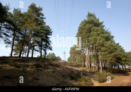 Pylônes et lignes électriques traversant Hankley Common Surrey UK MOD la Lande Banque D'Images