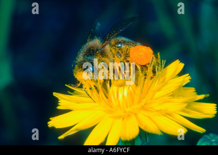 Abeille, Apis mellifera. Travailleur avec pollen sur le tibia la collecte de nectar de fleurs sur Banque D'Images