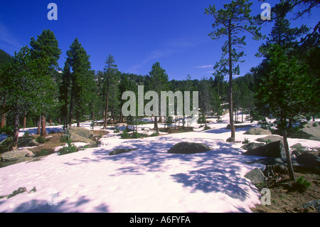 Pins, Pinus mugo. Bois et la neige. Pyrènes. Province de Gérone. Espagne Banque D'Images