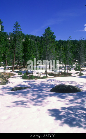 Pins, Pinus mugo. Bois et la neige. Pyrènes. Province de Gérone. Espagne Banque D'Images