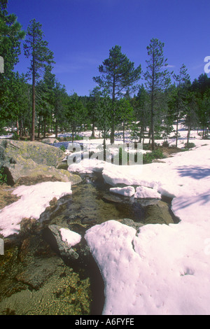 Pins, Pinus mugo. Bois et la neige. Pyrènes. Province de Gérone. Espagne Banque D'Images