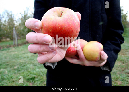 Pommes rouges fraîchement cueillies à un verger Banque D'Images