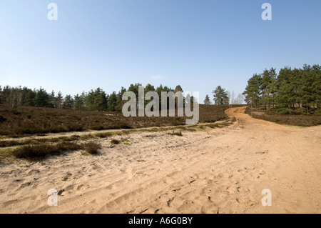 Sable Vert commun Hankley Way Surrey UK la lande Banque D'Images