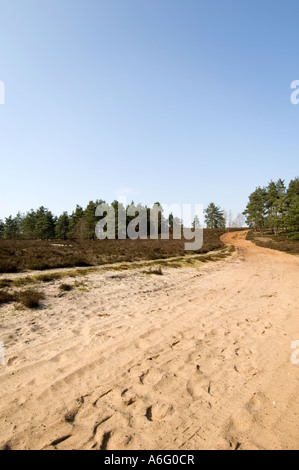 Sable vert commun Hankley way Surrey UK La Lande Banque D'Images