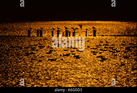 Gîte papillon au coucher du soleil d'hiver Tring Hertfordshire Banque D'Images