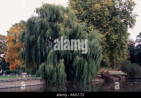 Un saule pleureur arbre surplombant le lac Kew Gardens Surrey, England UK Banque D'Images