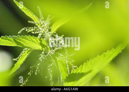 Ortie Urtica dioica urens Banque D'Images