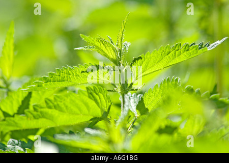 Ortie Urtica dioica urens Banque D'Images