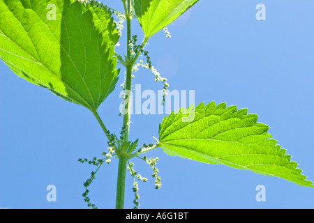 Ortie Urtica dioica urens Banque D'Images