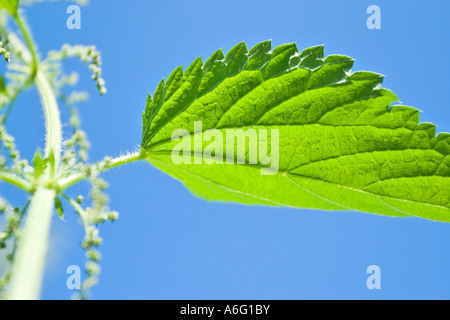 Ortie Urtica dioica urens Banque D'Images