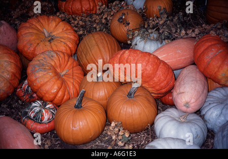 Citrouilles et courges partie d'une récolte afficher les jardins de Kew Surrey England UK Banque D'Images