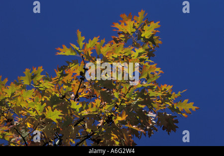 Les feuilles d'automne avec des bords rouges sur chêne en contre-jour sur fond de ciel bleu Banque D'Images