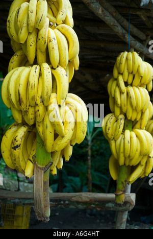 Grappes de bananes pour la vente au stand de fruits en bordure de route de montagne, de Sosua à Santiago, République dominicaine 1/07 Banque D'Images