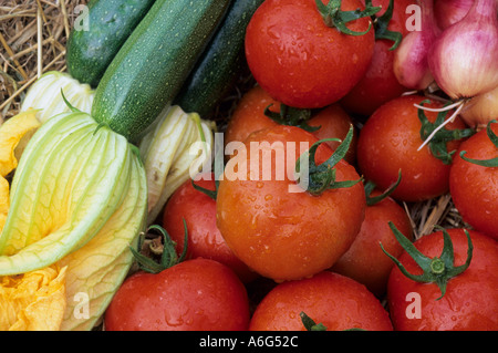 La récolte de tomates échalotes biologiques avec des fleurs de courgettes Banque D'Images